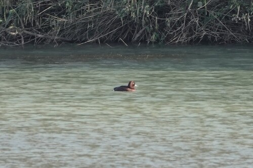 Ferruginous Duck