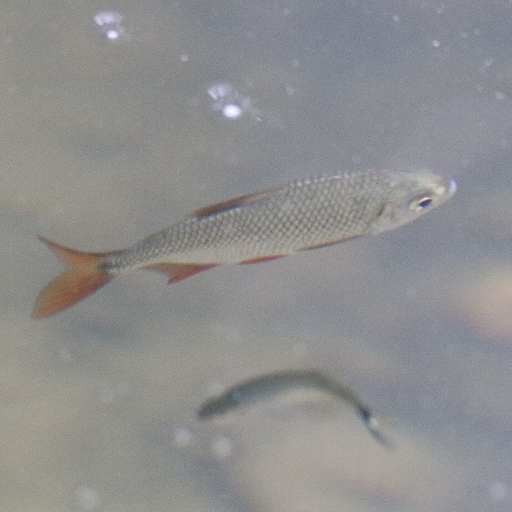 Panama tetra (Astyanax ruberrimus) — Characidae
