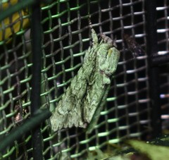 Acronicta rubricoma