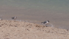 Leucophaeus atricilla