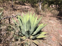 Agave durangensis