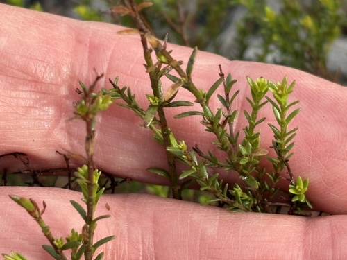Deckert's pinweed (Lechea deckertii)