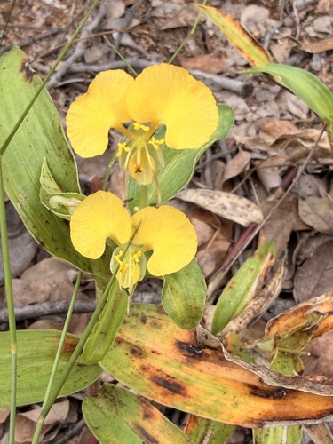African Yellow Dayflower