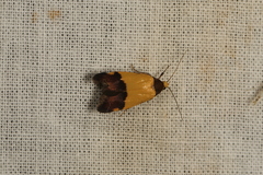 Heteroteucha kershawi