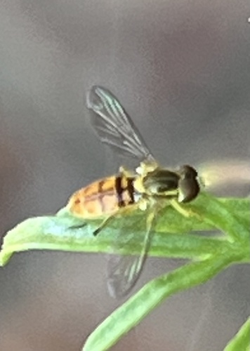 Unknown species found near Monserate Terr, Fallbrook, CA, US