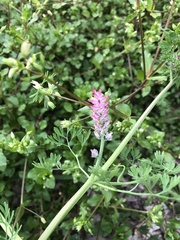 Fumaria densiflora