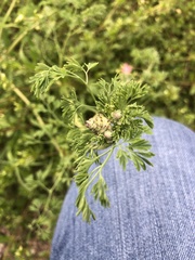 Fumaria densiflora