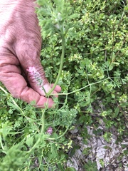 Fumaria densiflora