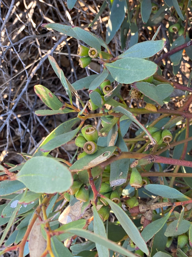 Eucalyptus utilis, photograph 5