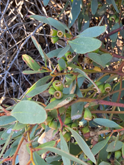 Eucalyptus utilis, photograph (c) smathichong, some rights reserved (CC BY)