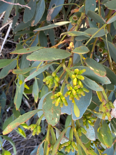 Eucalyptus utilis, photograph 6