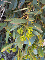 Eucalyptus utilis, photograph (c) smathichong, some rights reserved (CC BY)