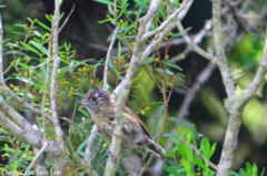Picumnus nebulosus