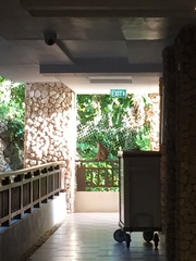 Macaca fascicularis philippensis