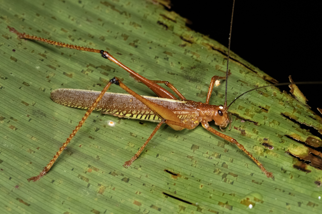 Ischnomela gracilis