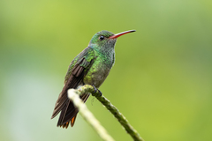 Rufous-Tailed Hummingbird photo 3
