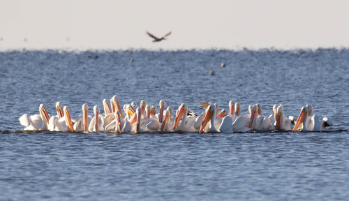 American White Pelican photographed in Florida