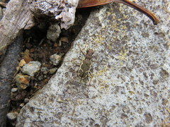 Neocicindela tuberculata