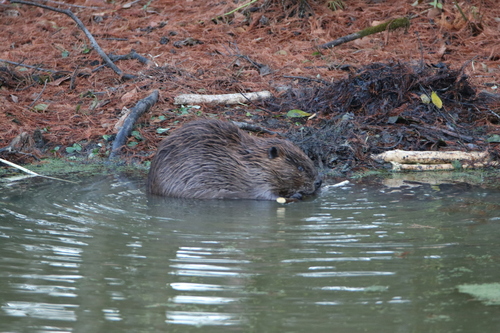 American Beaver photographed in Arkansas
