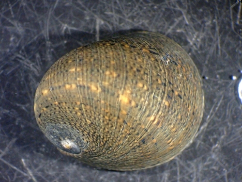 Nerita ocellata observed 2026-03-14
