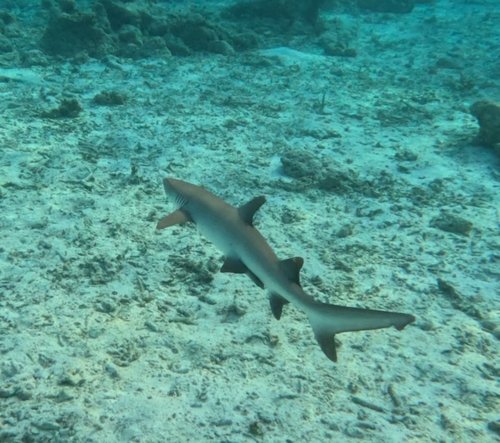 Triaenodon obesus