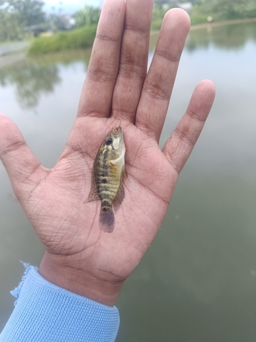 Parachromis managuensis
