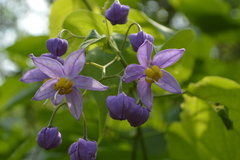 Solanum dulcamaroides