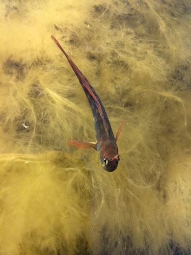 Scartichthys variolatus — Blenniidae