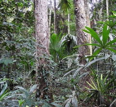 Manilkara staminodella