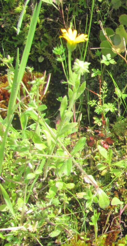 Calendula arvensis, Ribeira de Alcolobre, Constância, 2250, Portugal
