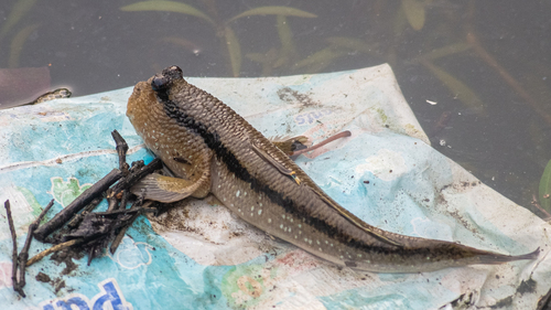 Periophthalmodon schlosseri