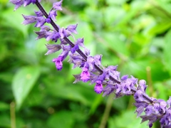 Salvia whitefoordiae