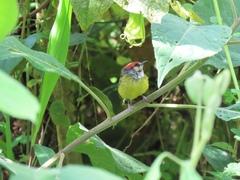 Poecilotriccus ruficeps
