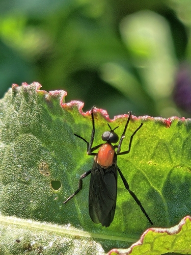 Lovebug