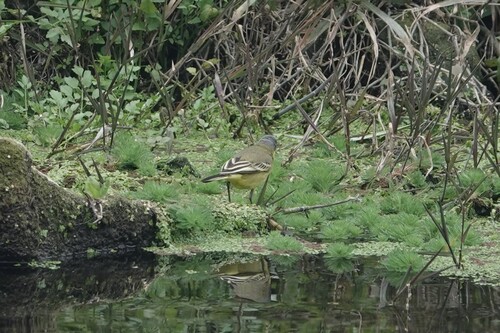 Eastern Yellow Wagtail