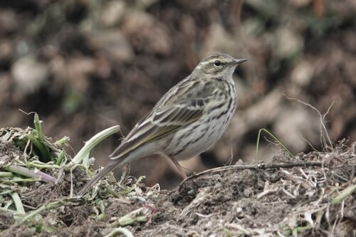 Rosy Pipit