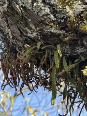 Pleopeltis polylepis, photograph (c) Brandon Corder, some rights reserved (CC BY)