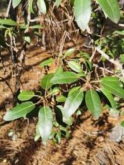 Arbutus tessellata