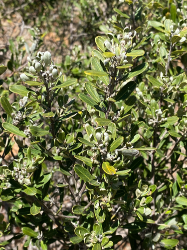 basket bush (Spyridium globulosum)