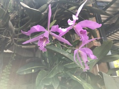 Cattleya maxima