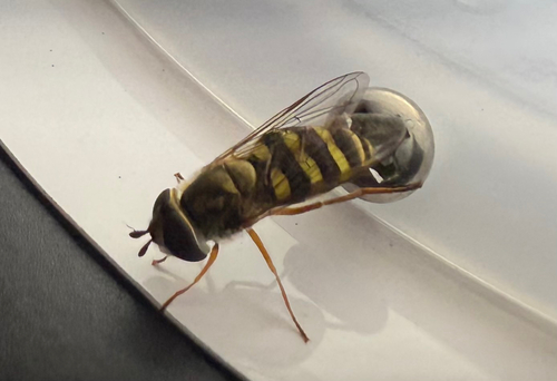 Unknown species found near Roberta Dr, San Mateo, CA, US
