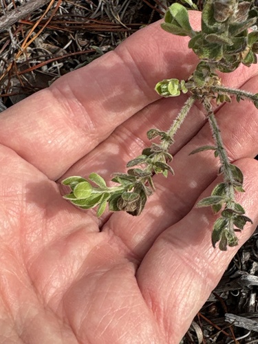 Nodding Pinweed (Lechea cernua)
