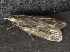 Nomophila noctuella