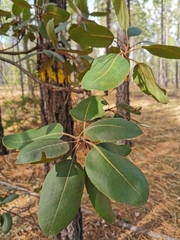 Arbutus madrensis