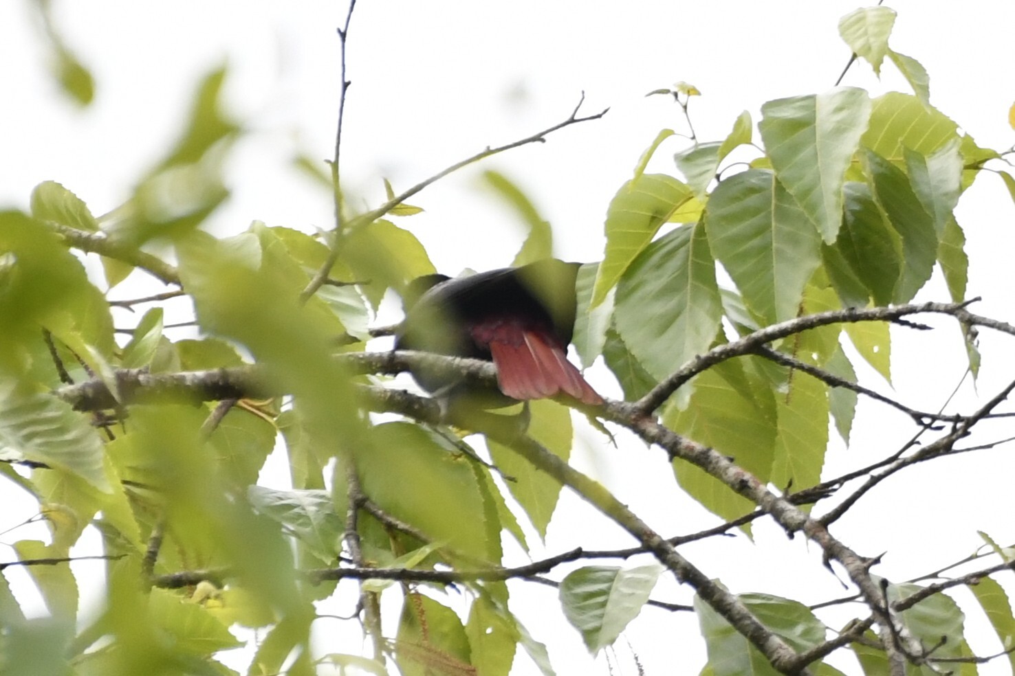Maroon Oriole (Oriolus traillii), photo 10