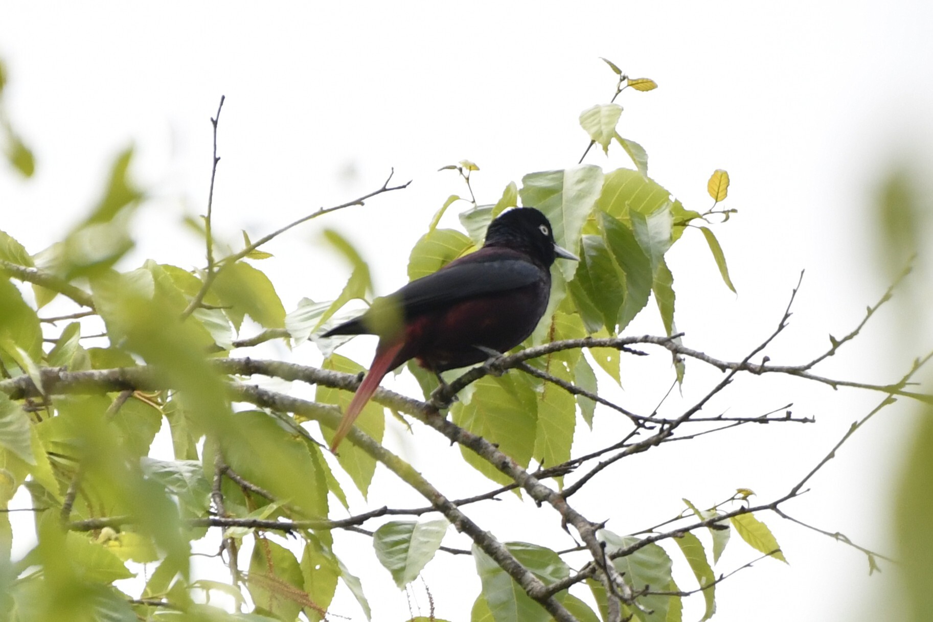 Maroon Oriole (Oriolus traillii), photo 9
