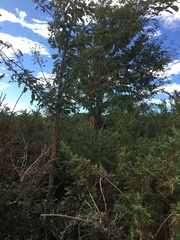 Cerasus