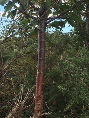 Cerasus