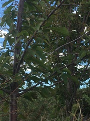 Cerasus