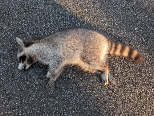 Common Raccoon photographed in Alabama